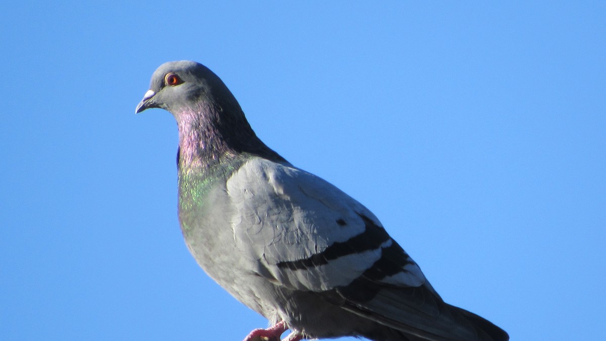 Rock Pigeon (Feral Pigeon) - ML617575226