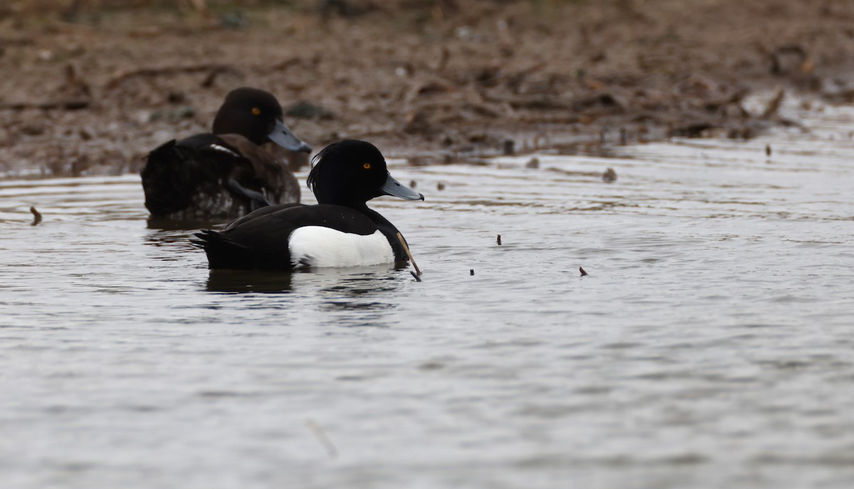 Tufted Duck - ray campbell