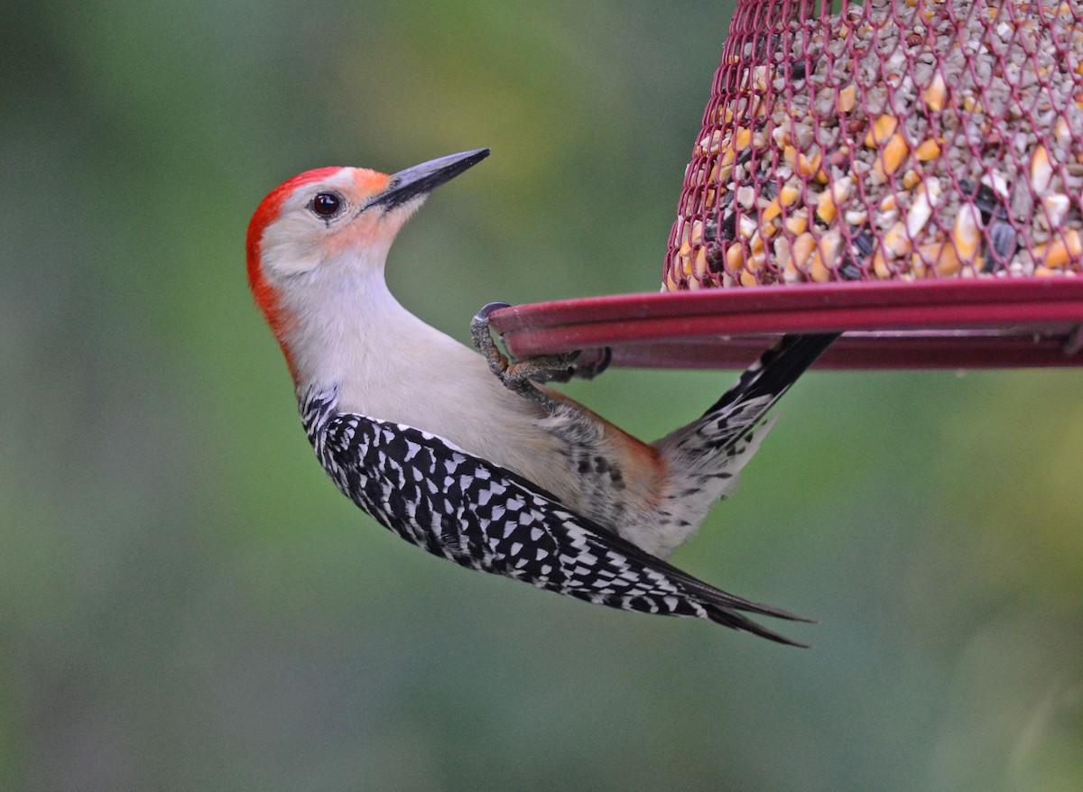 Red-bellied Woodpecker - Vickie Anderson