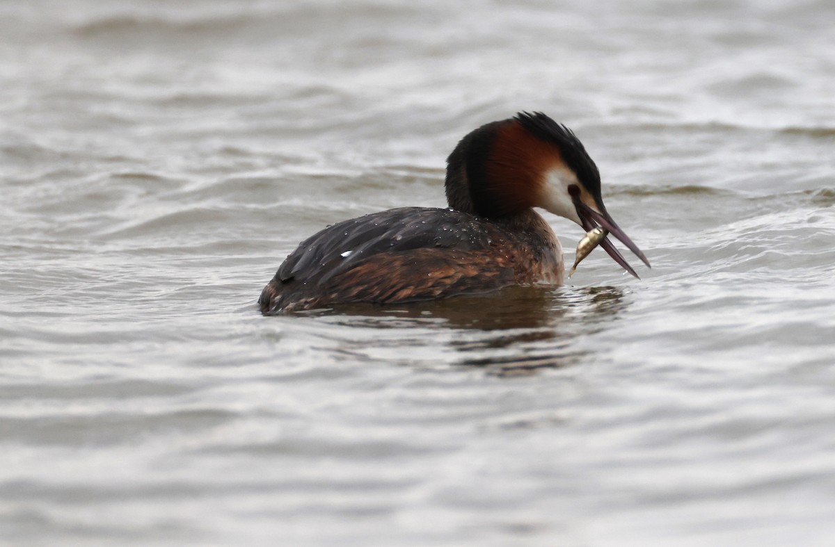Great Crested Grebe - ML617575314