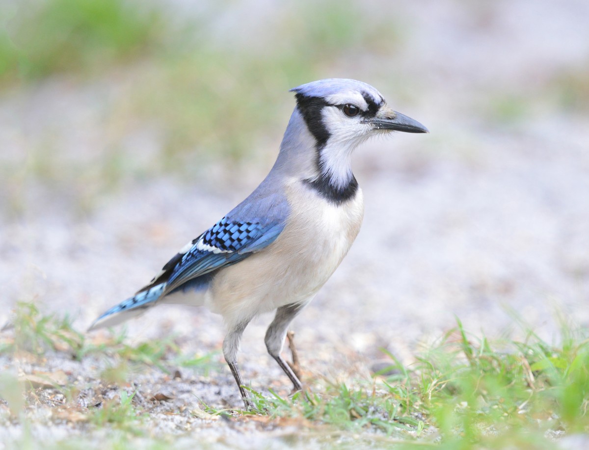 Blue Jay - Vickie Anderson