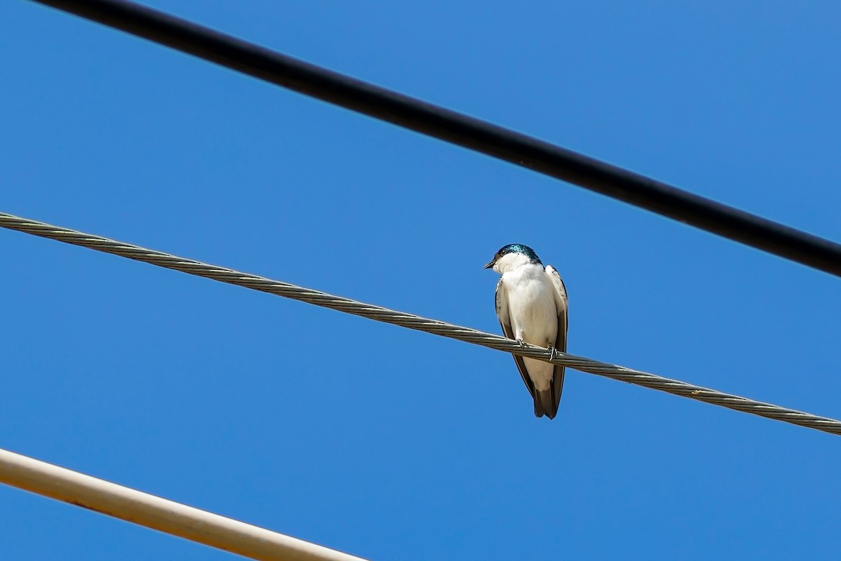 White-winged Swallow - ML617575355