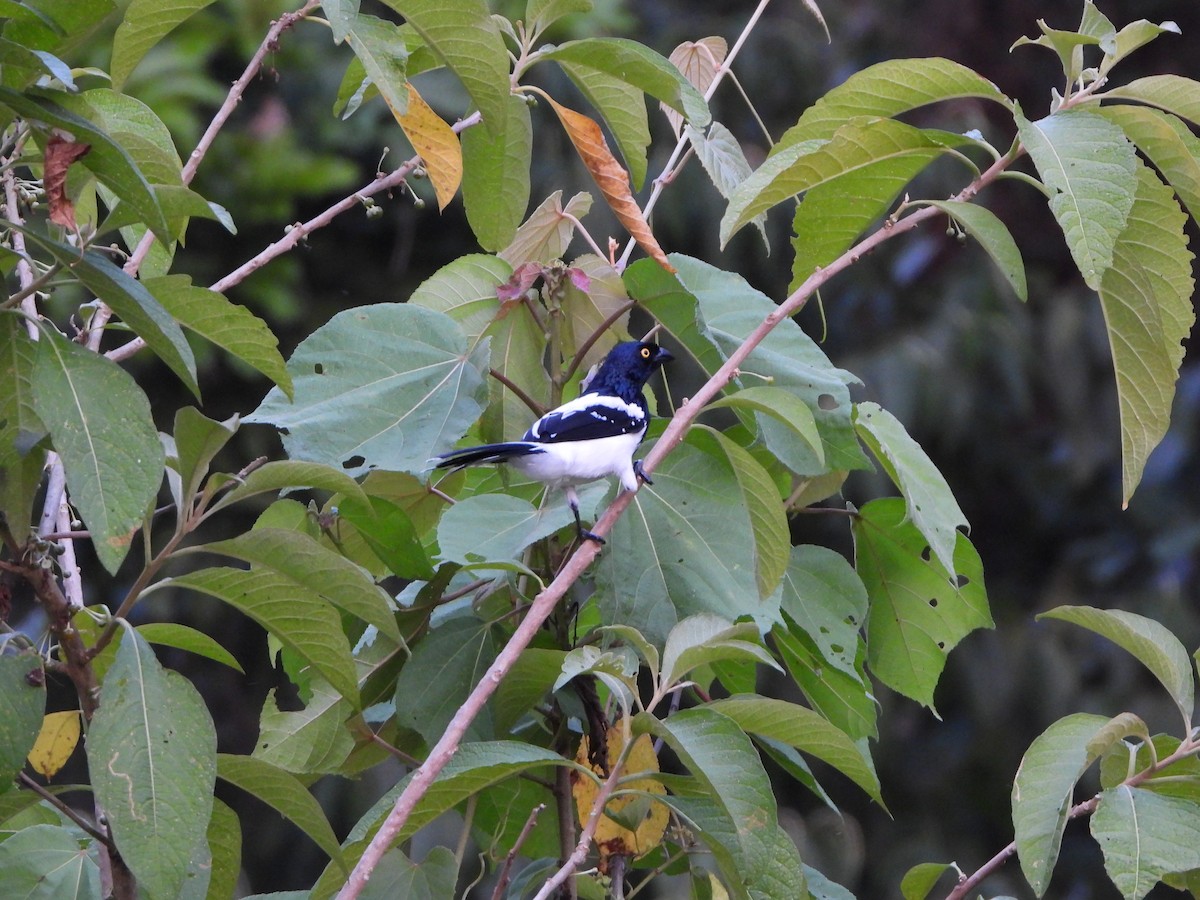 Magpie Tanager - ML617575404