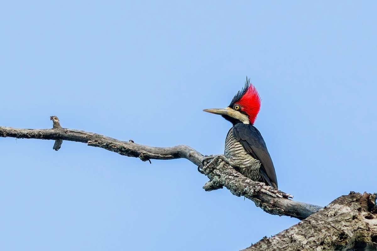 Crimson-crested Woodpecker - ML617575443
