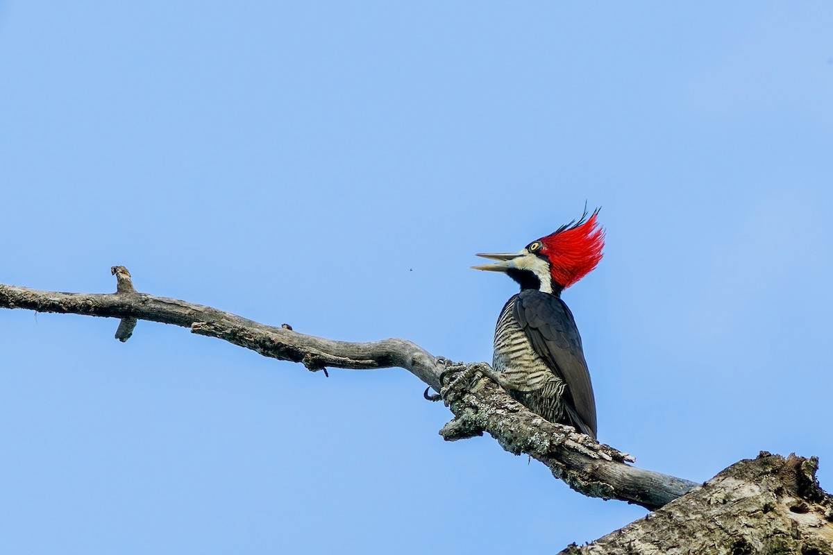 Crimson-crested Woodpecker - Gabriel Bonfa