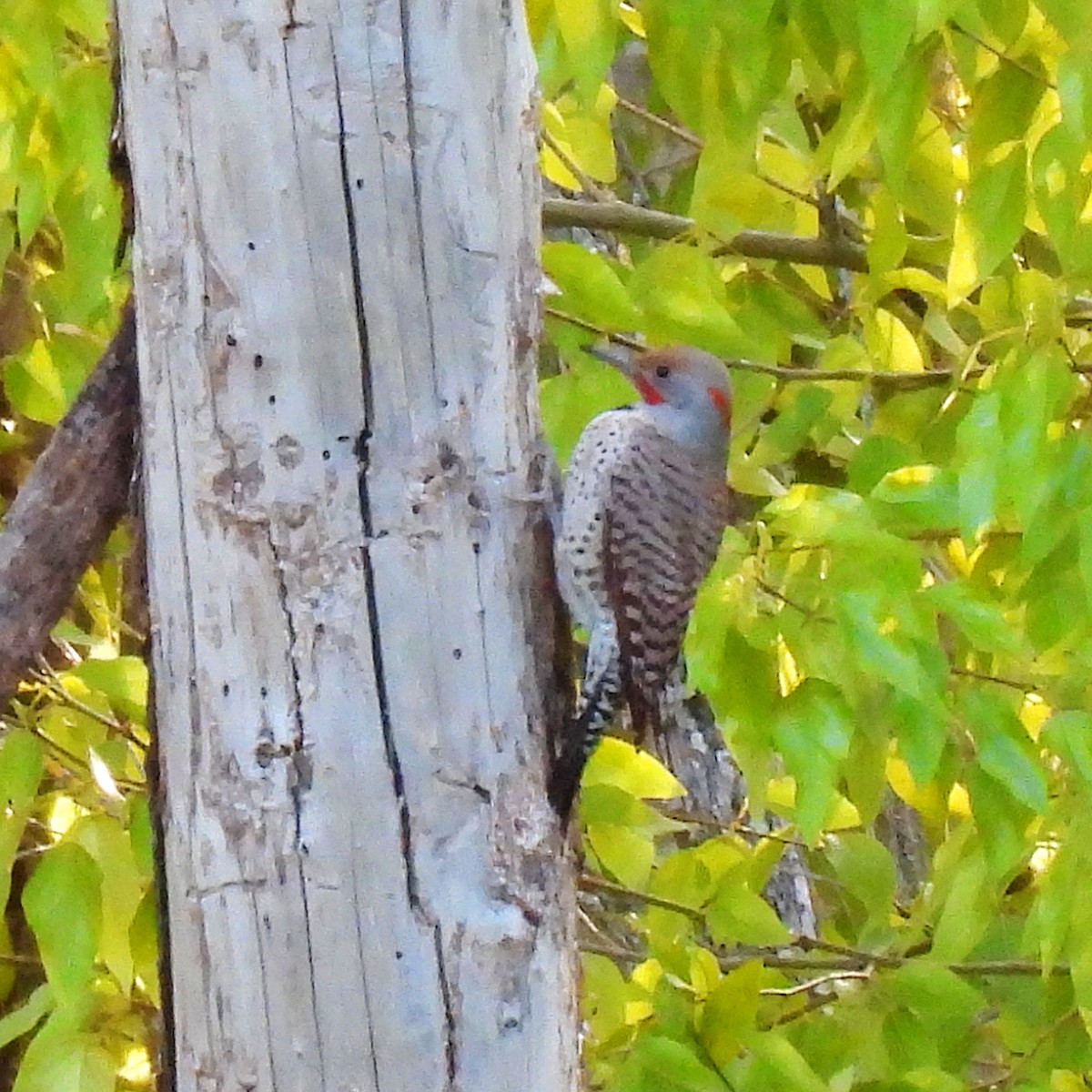 Northern Flicker (Yellow-shafted x Red-shafted) - ML617575494