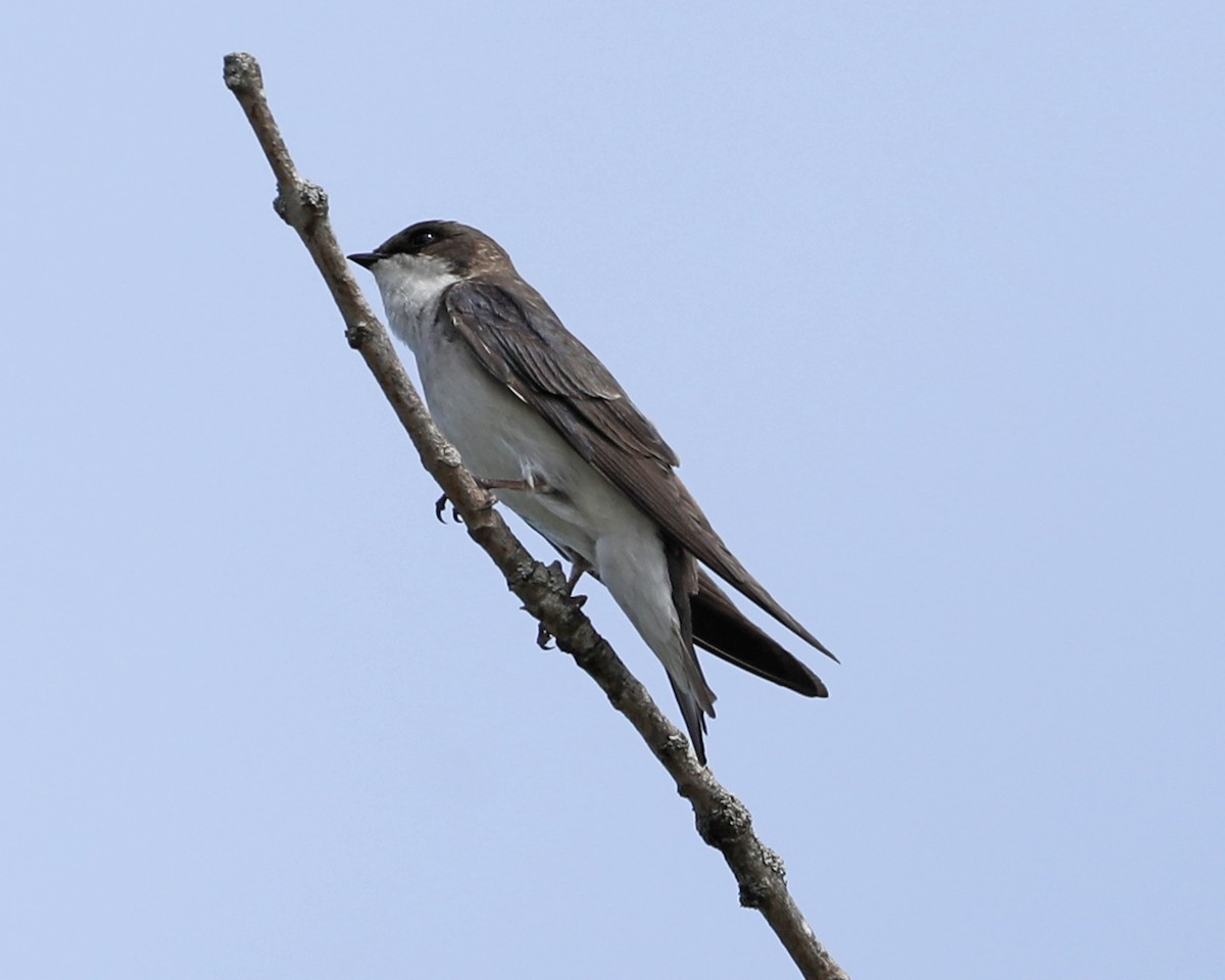 Tree Swallow - ML617575524