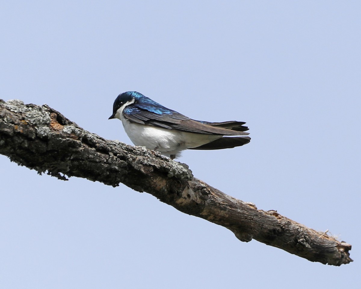 Tree Swallow - Susan Burkhart