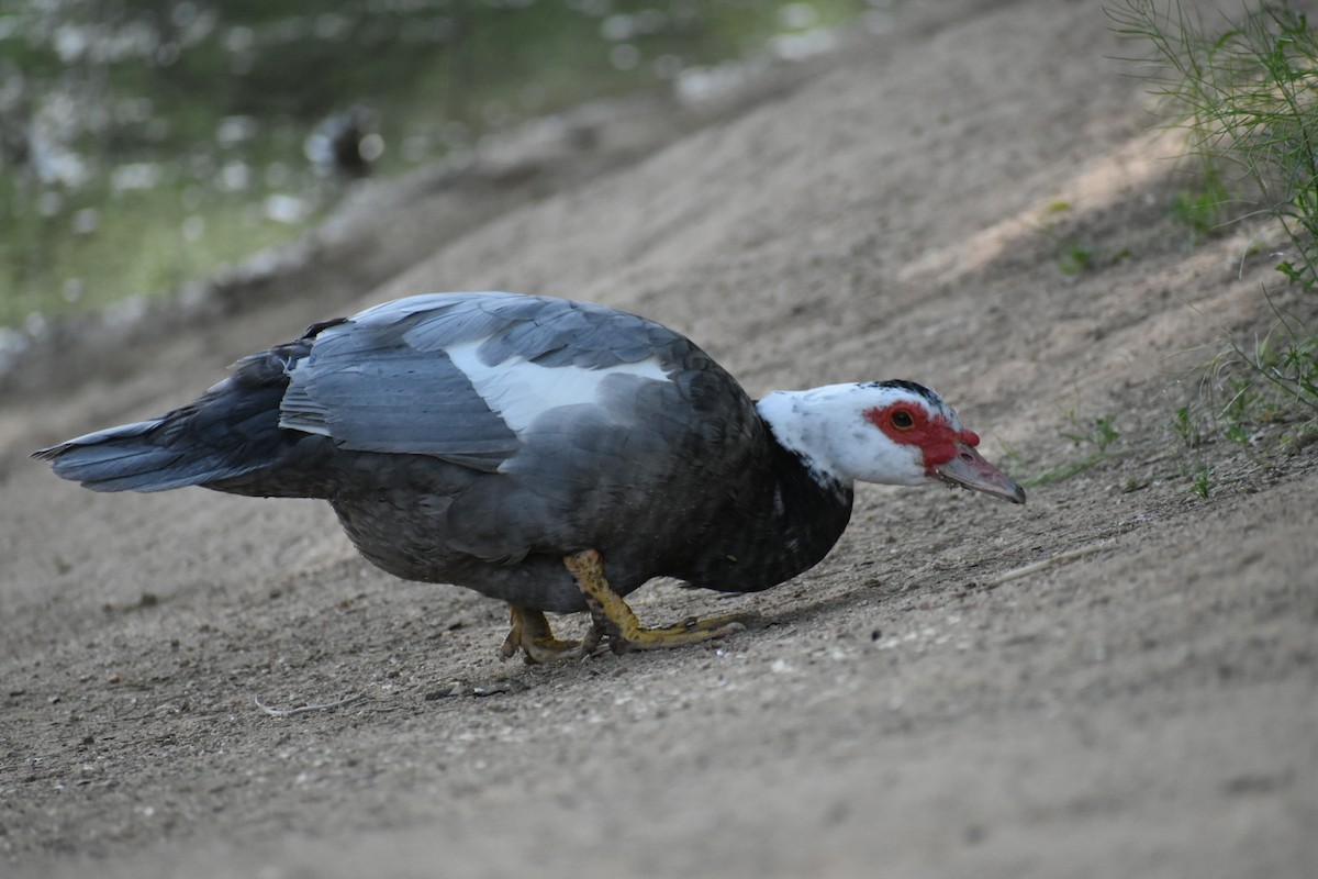 Muscovy Duck (Domestic type) - Terry Miller