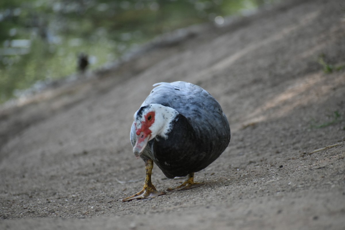Muscovy Duck (Domestic type) - Terry Miller