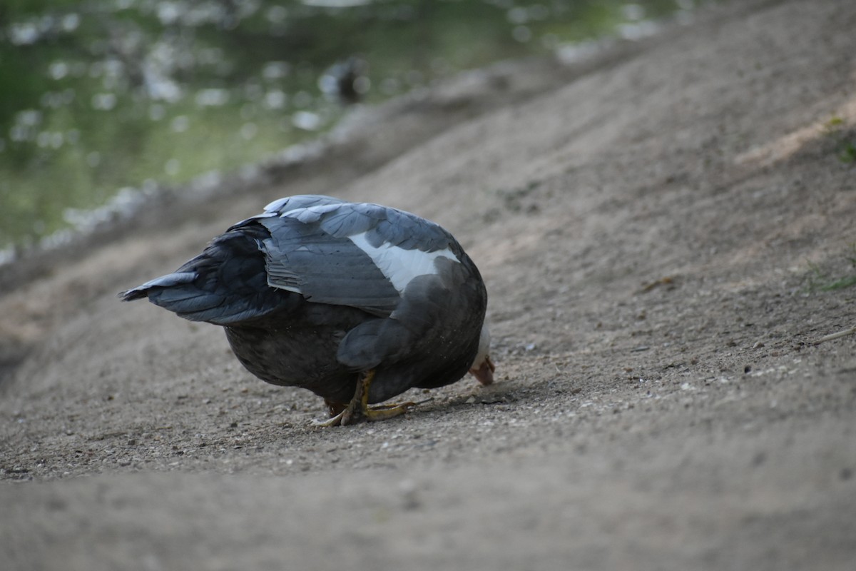 Muscovy Duck (Domestic type) - ML617575534