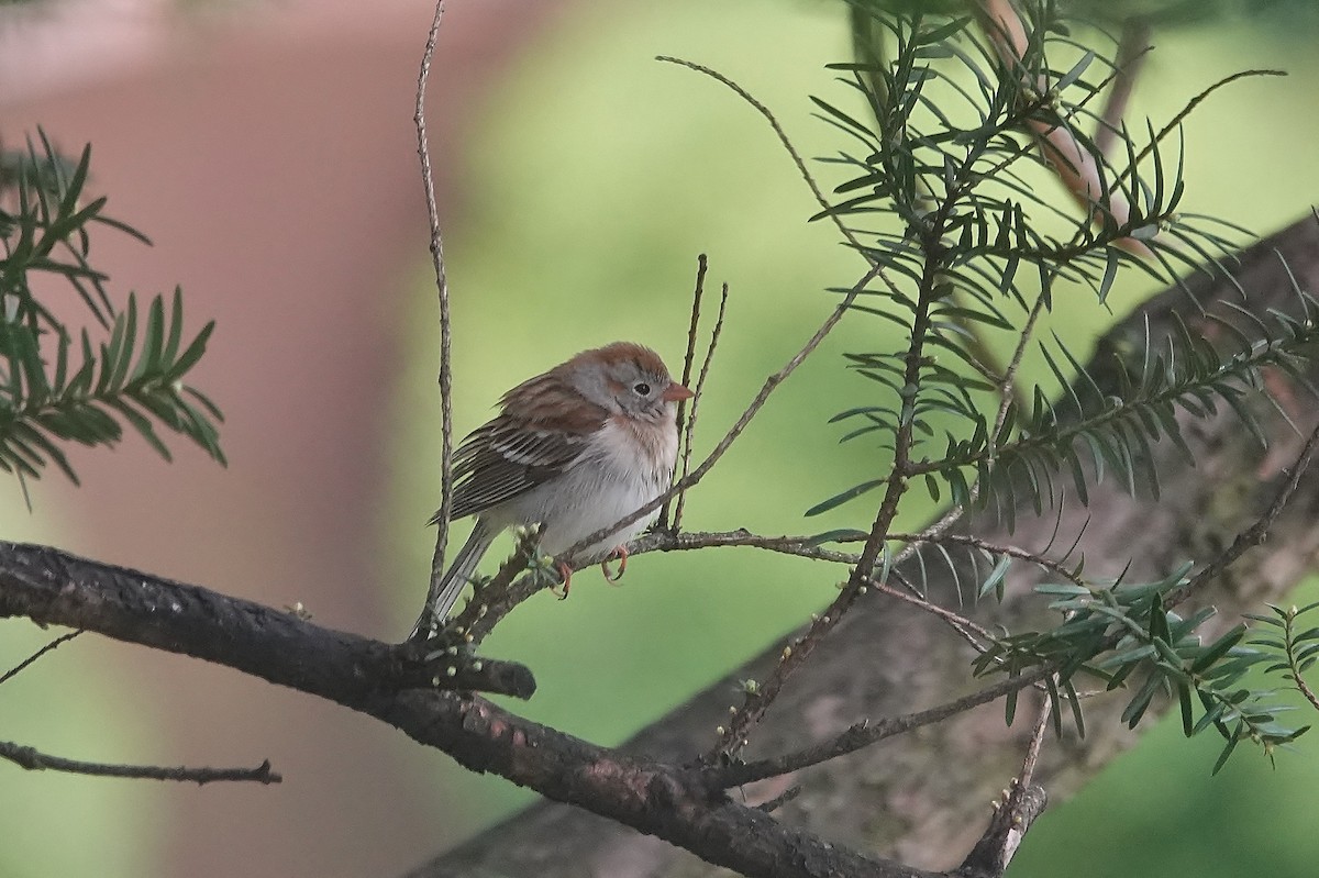 Field Sparrow - ML617575540