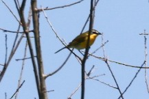 Yellow-breasted Chat - ML617575597