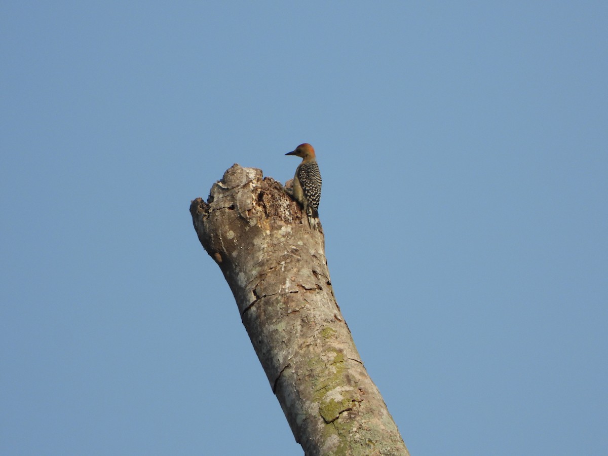 Red-crowned Woodpecker - ML617575600