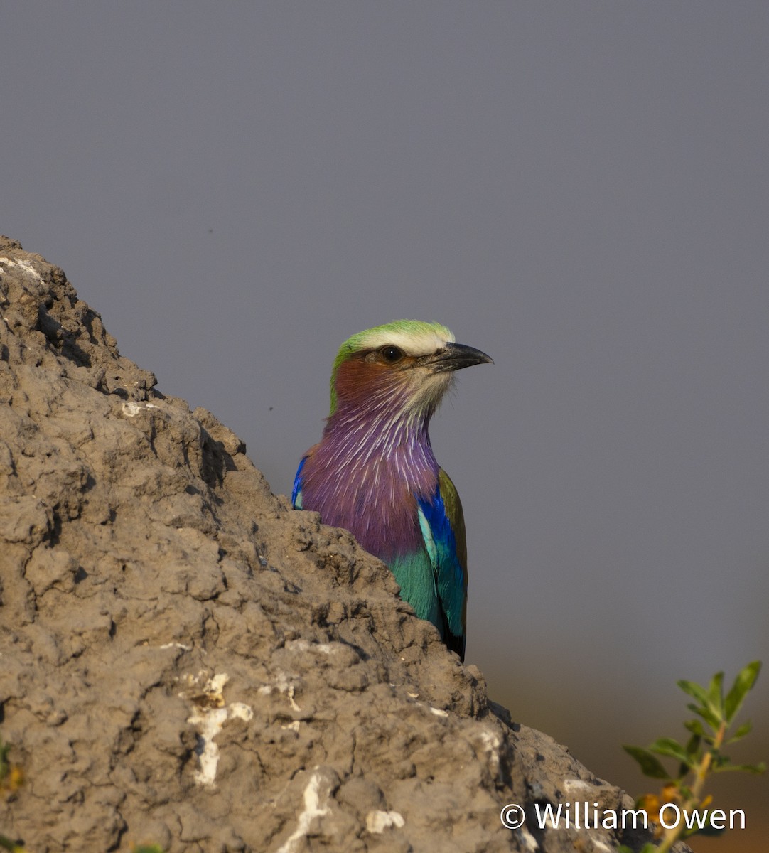 Lilac-breasted Roller - Will Owen