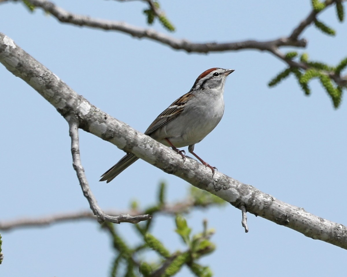 Chipping Sparrow - ML617575631