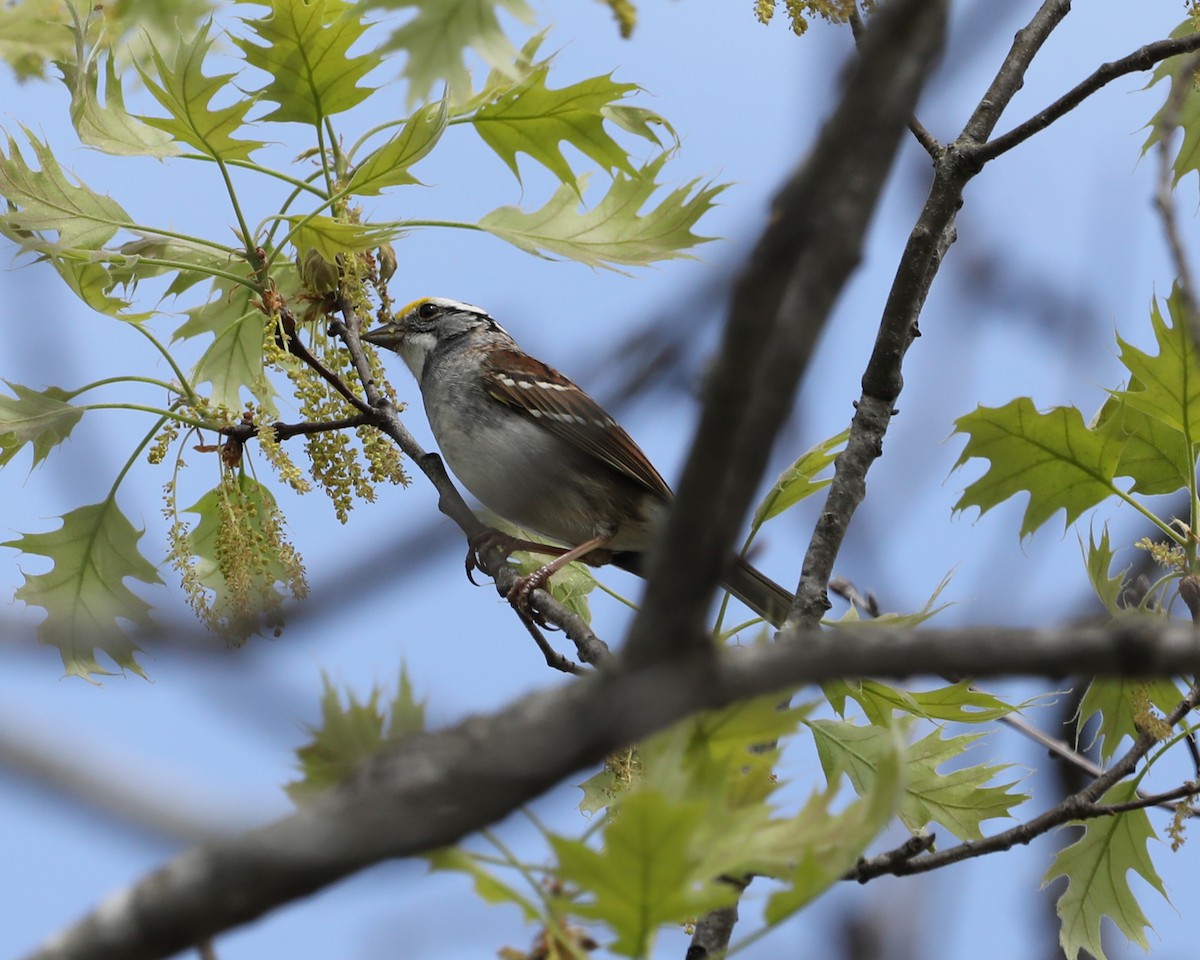 White-throated Sparrow - Susan Burkhart