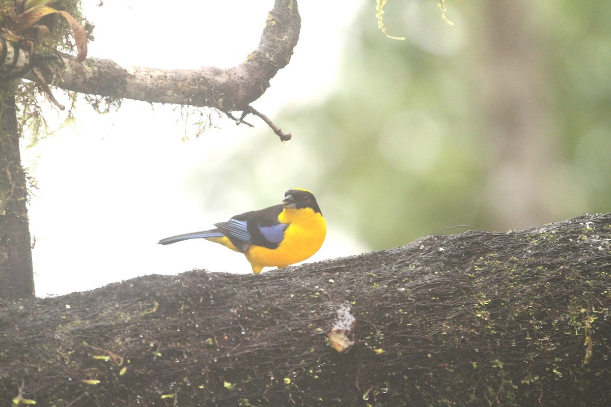 Blue-winged Mountain Tanager - ML617575719