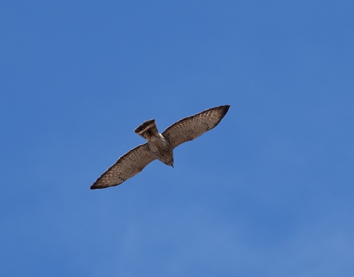 Broad-winged Hawk - ML617575752