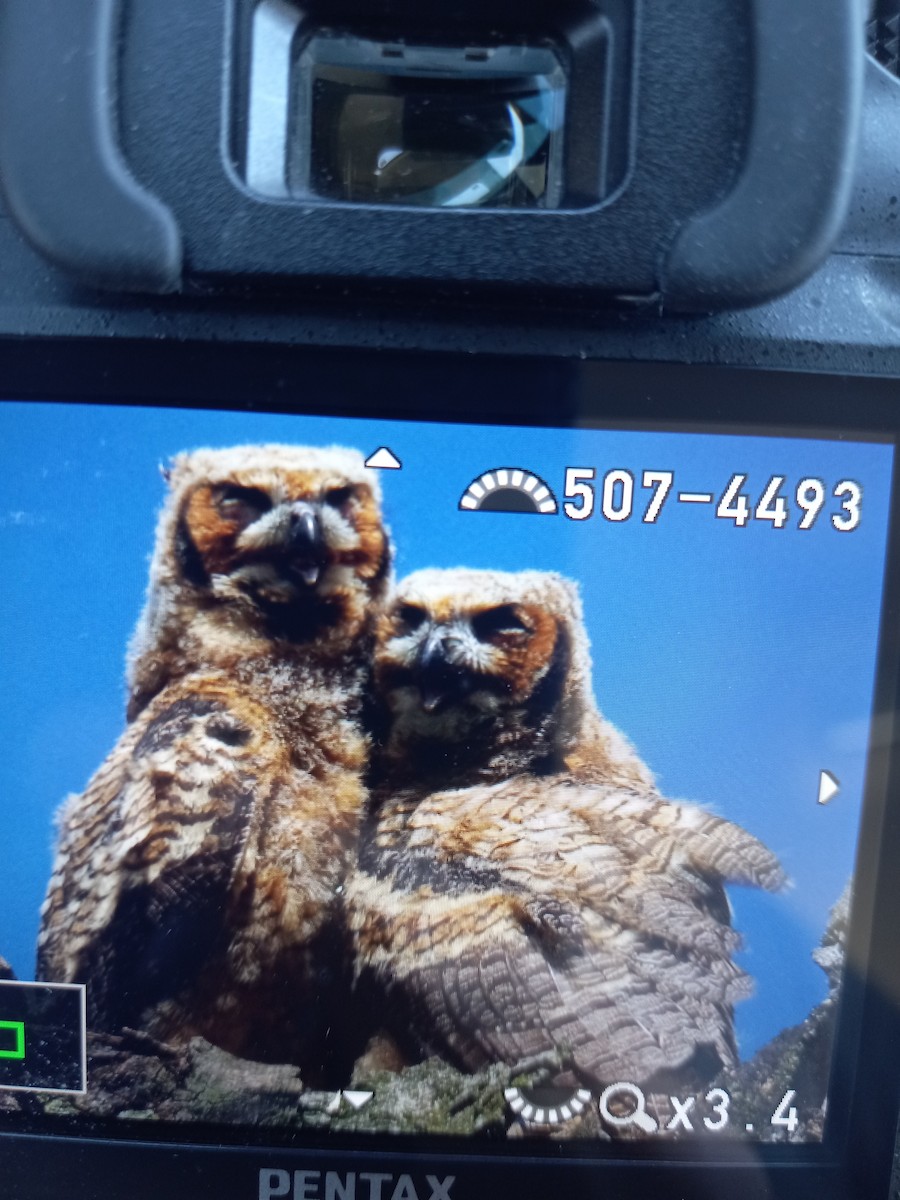 Great Horned Owl - ML617575762