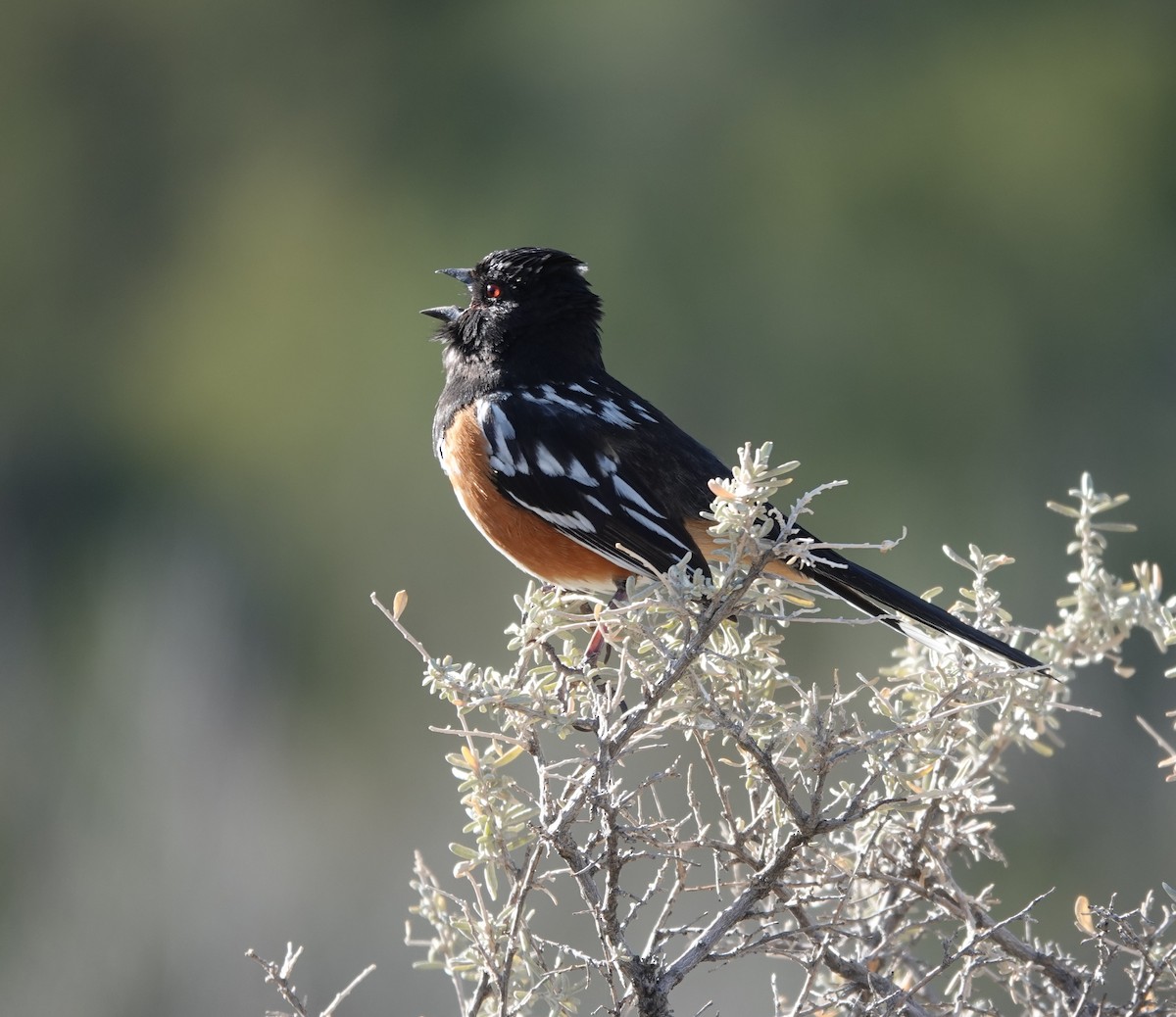 Spotted Towhee - ML617575803