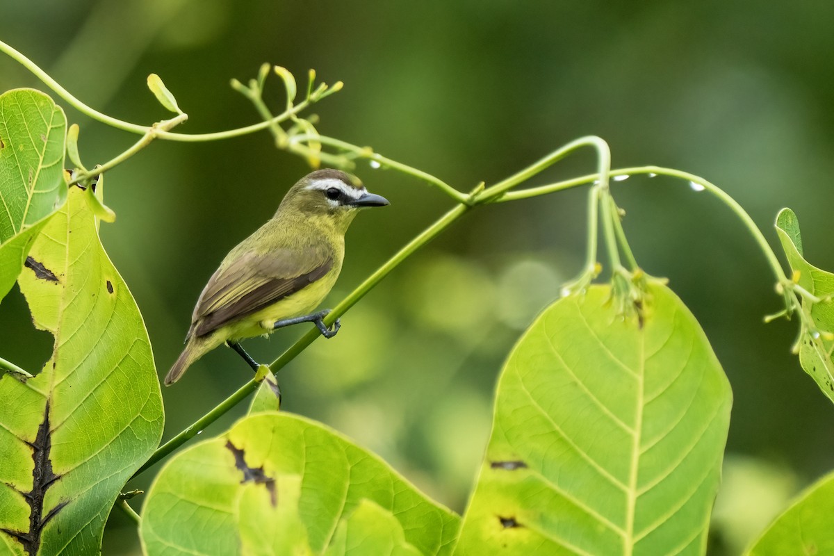 Brown-capped Tyrannulet - ML617575807