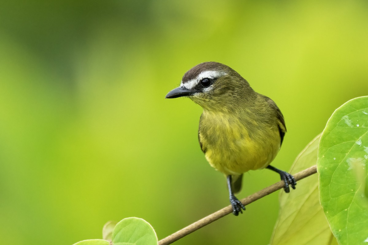 Brown-capped Tyrannulet - ML617575808