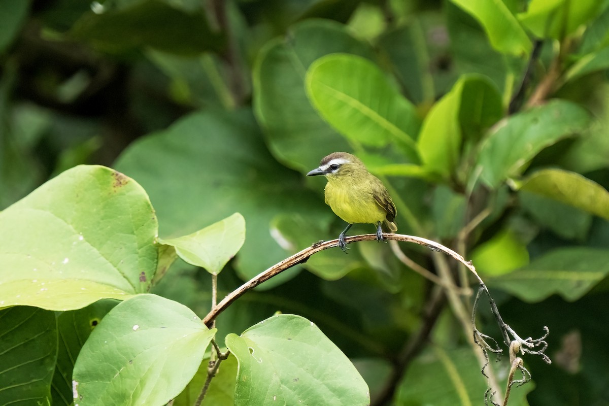 Brown-capped Tyrannulet - ML617575809