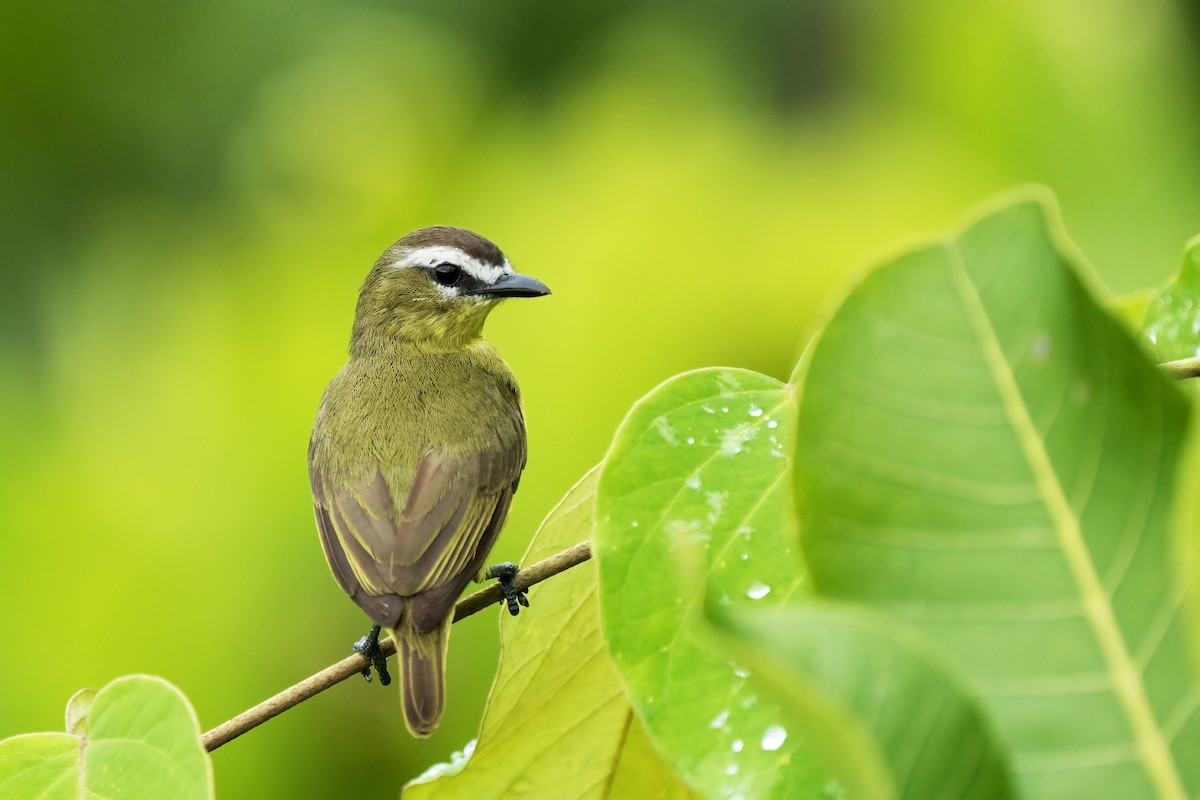 Brown-capped Tyrannulet - ML617575810