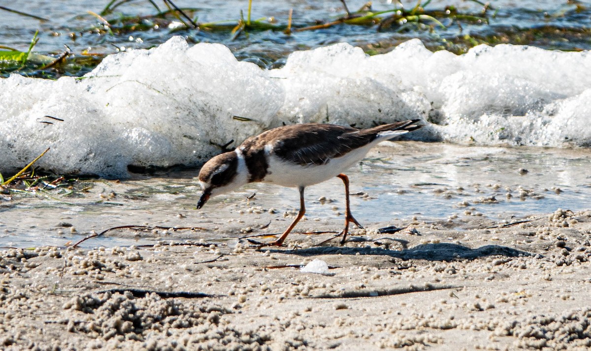 Semipalmated Plover - Debbie Carr
