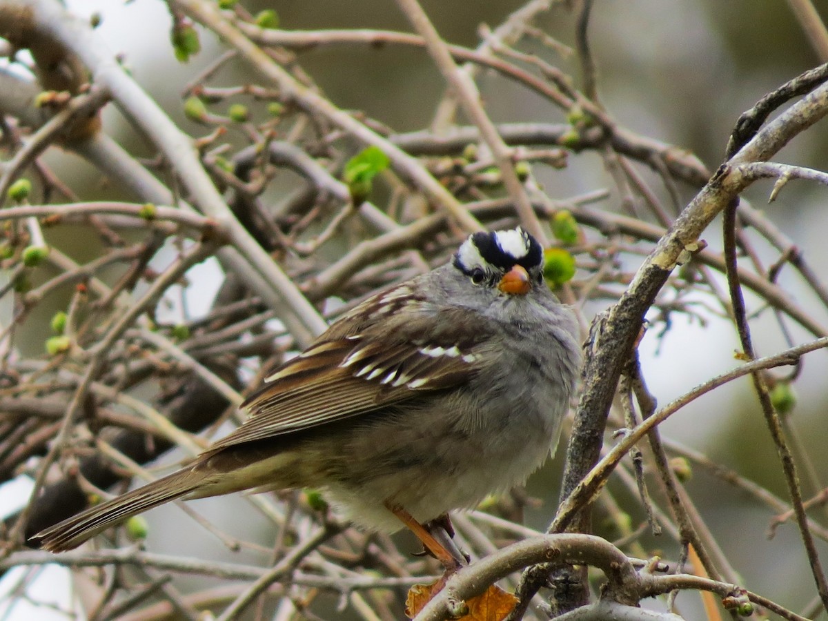 White-crowned Sparrow - ML617575856