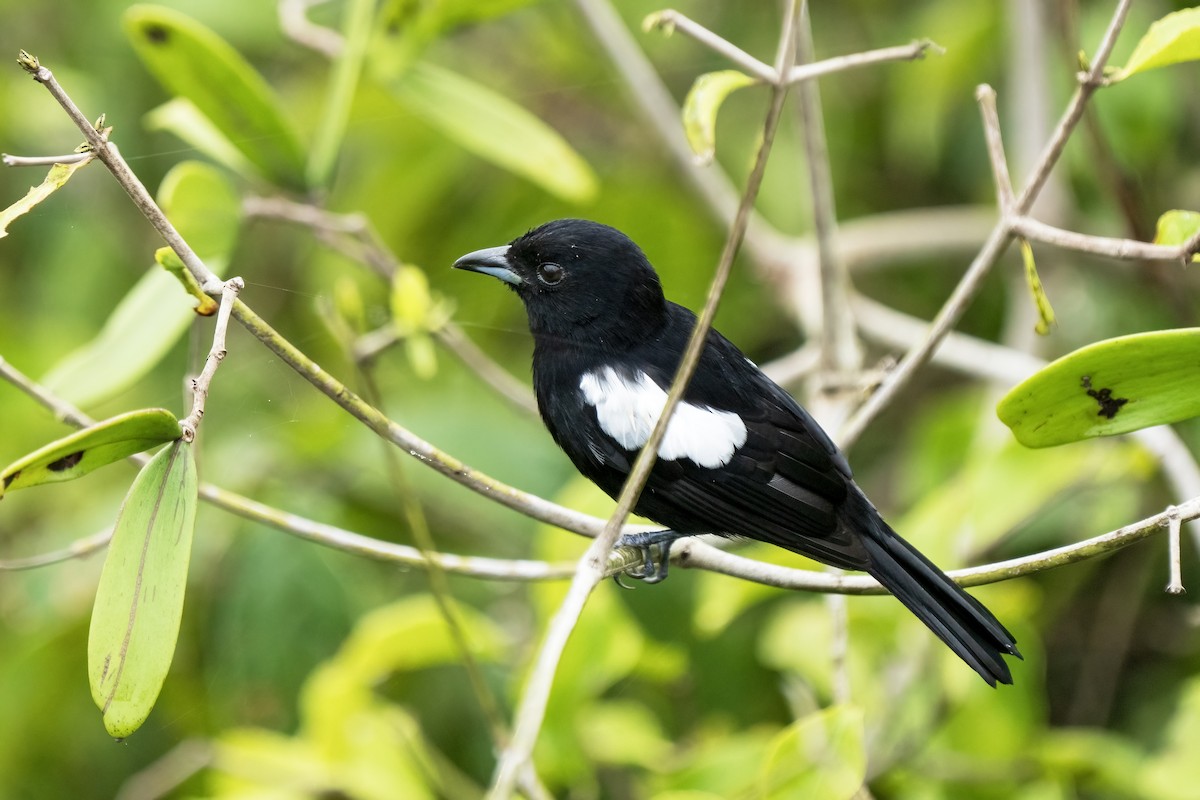 White-shouldered Tanager - ML617575863