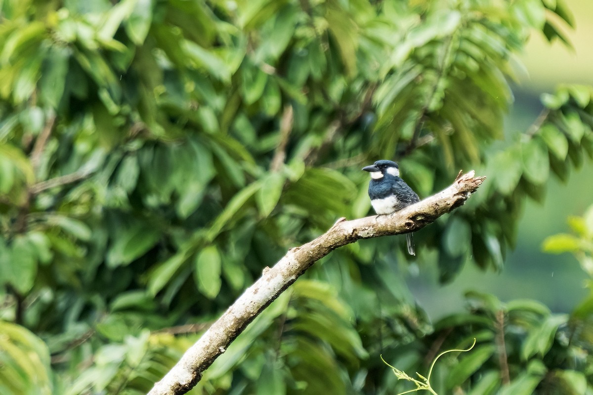 Black-breasted Puffbird - ML617575886