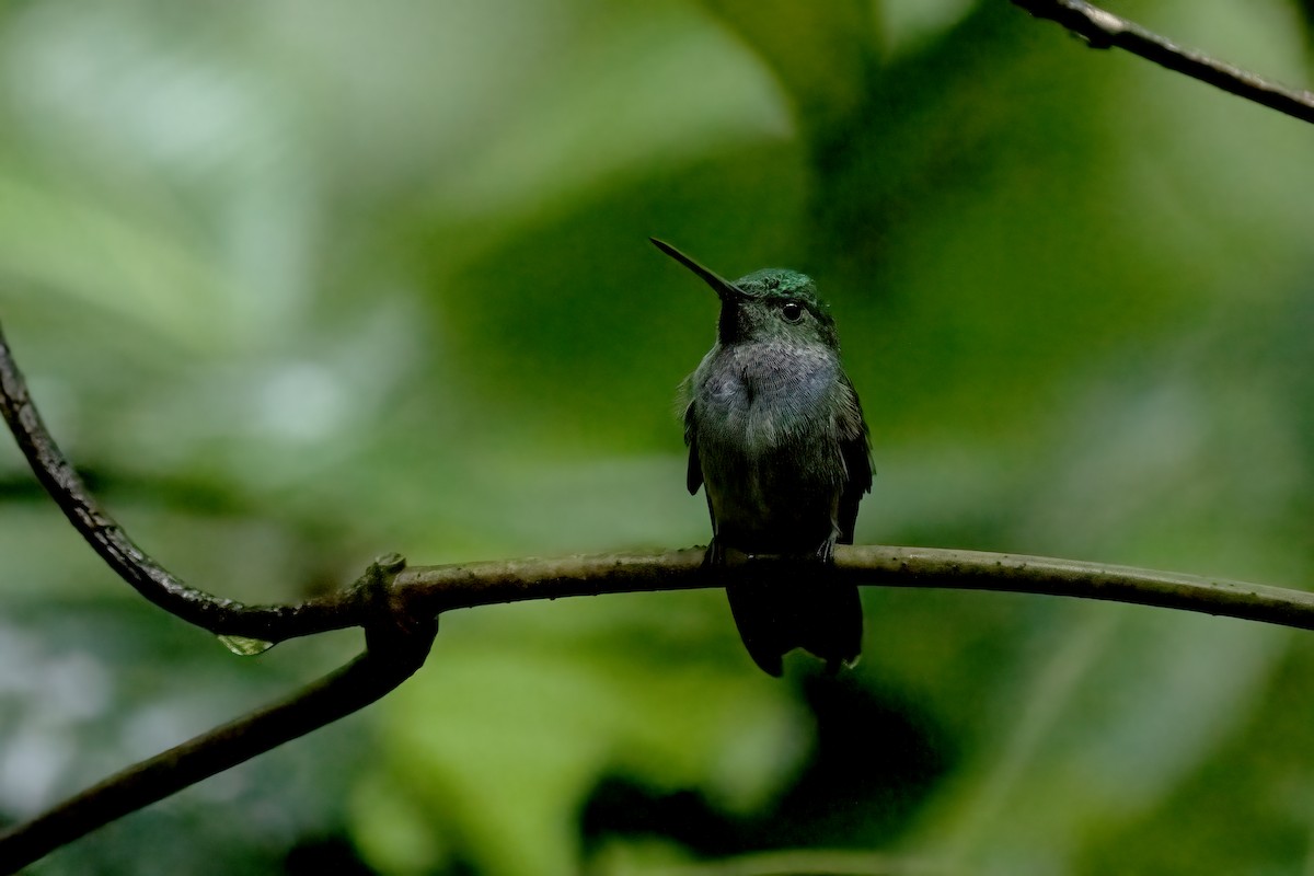 Blue-chested Hummingbird - Daniel Arndt