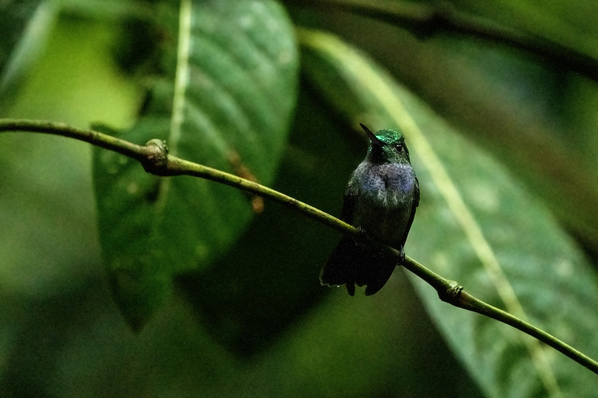Blue-chested Hummingbird - ML617575927