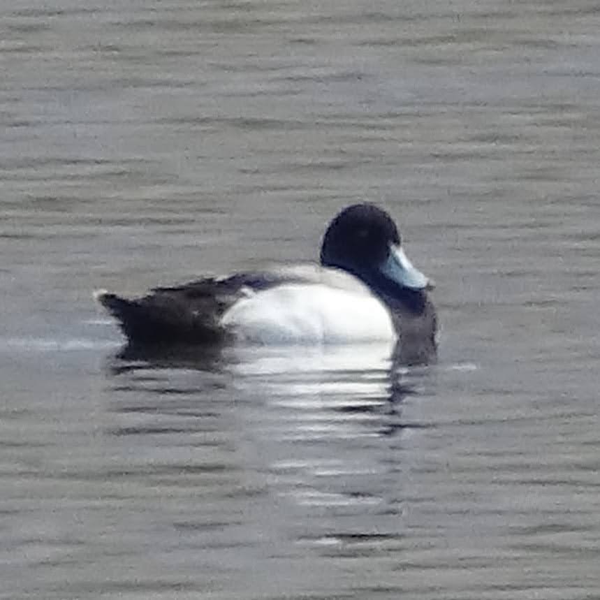 Greater Scaup - Chris Howard