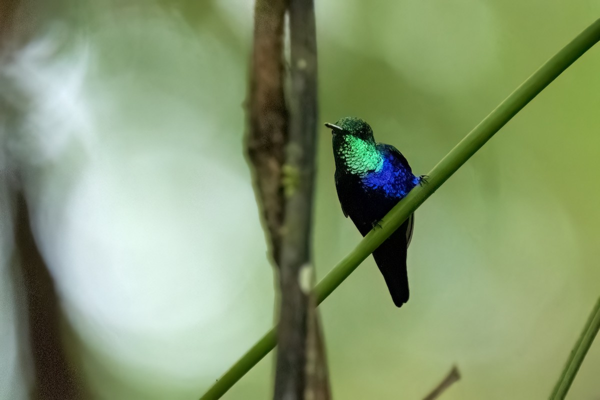 Violet-bellied Hummingbird - ML617575938