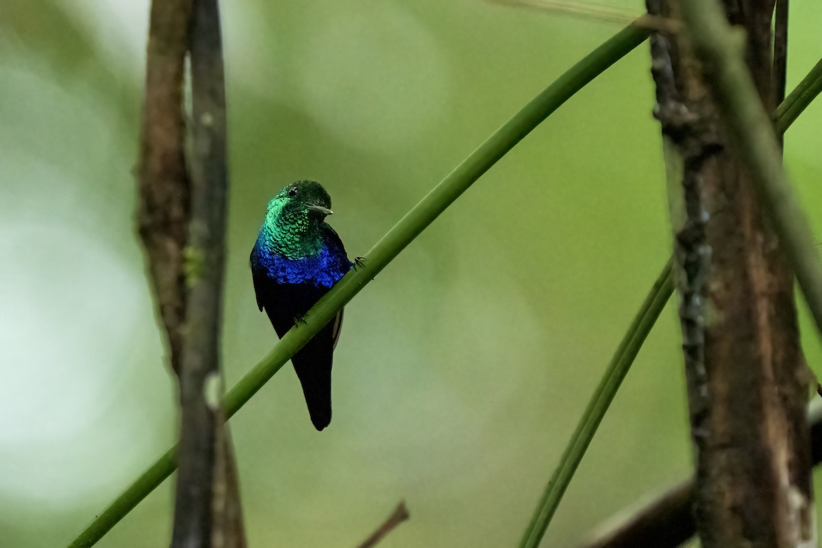 Violet-bellied Hummingbird - ML617575939