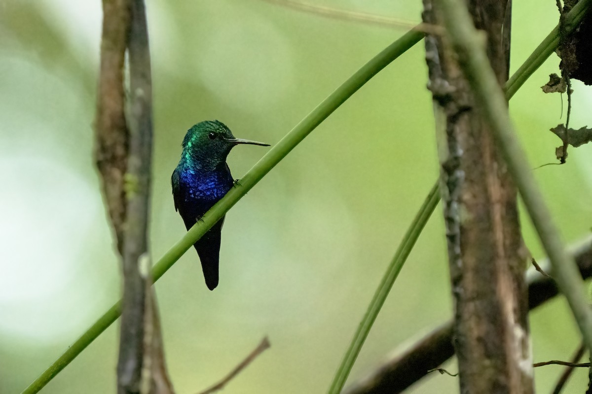 Violet-bellied Hummingbird - ML617575940