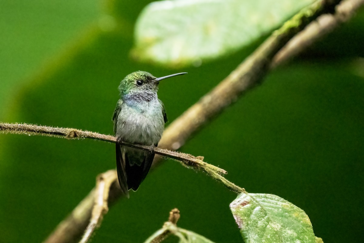Violet-bellied Hummingbird - Daniel Arndt