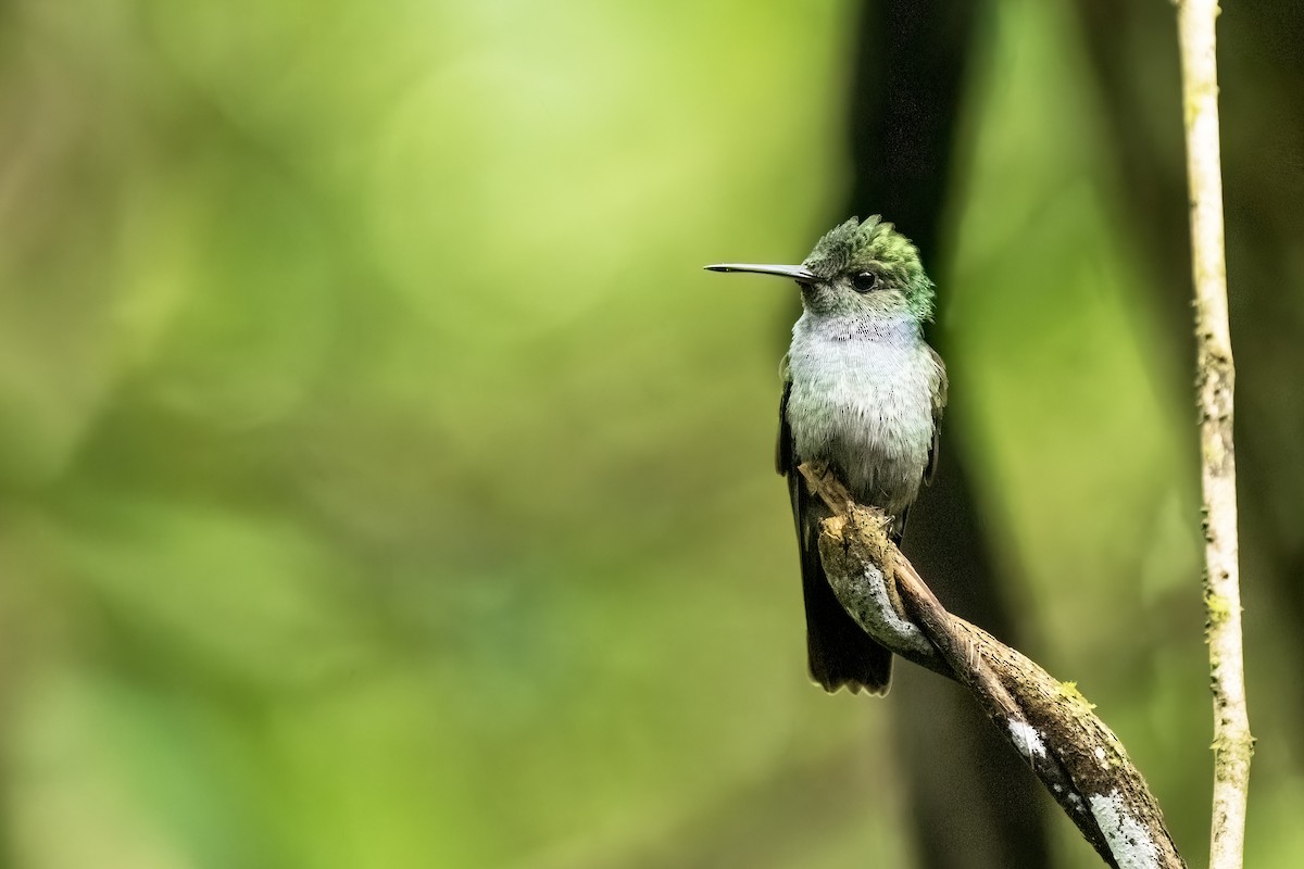 Violet-bellied Hummingbird - Daniel Arndt