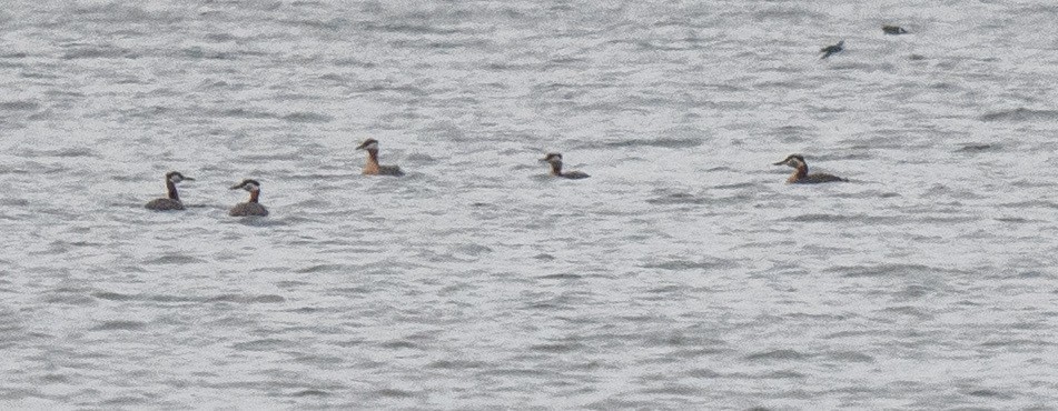 Red-necked Grebe - ML617575963