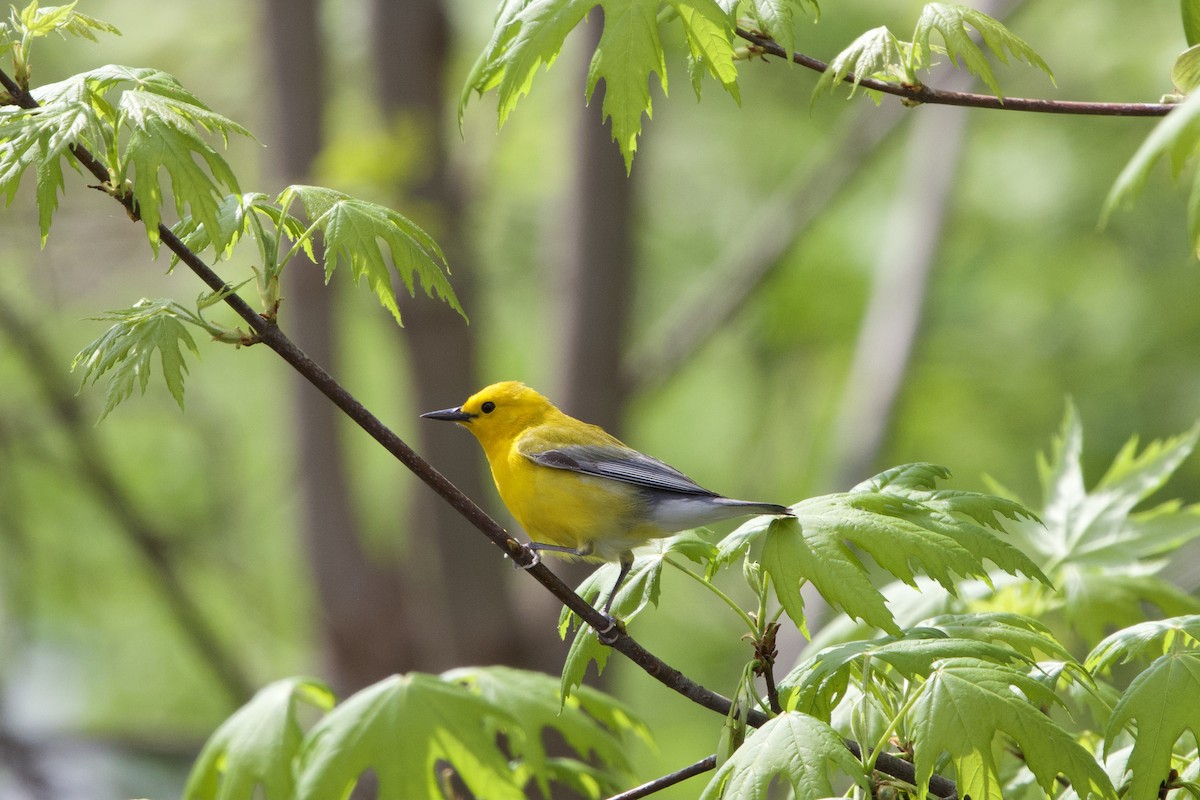 Prothonotary Warbler - ML617575967