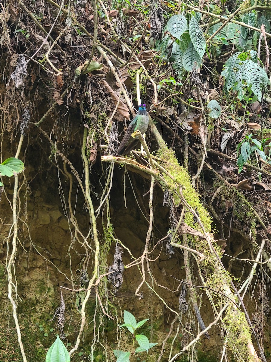 Костариканский колибри-герцог - ML617575974