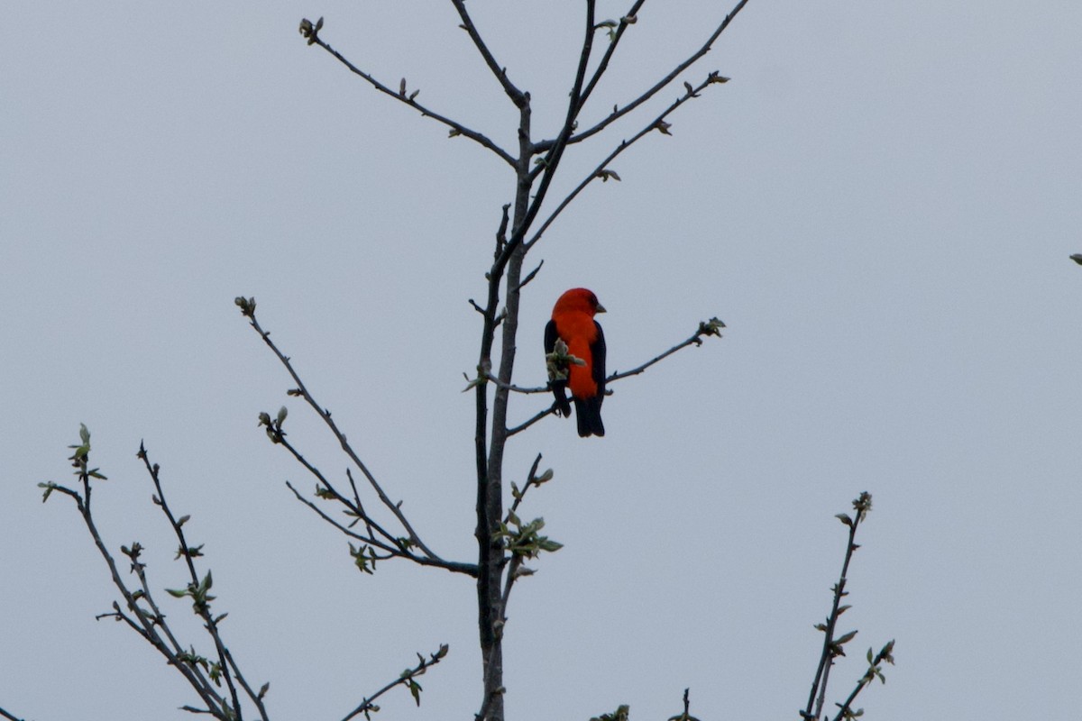 Scarlet Tanager - ML617576011