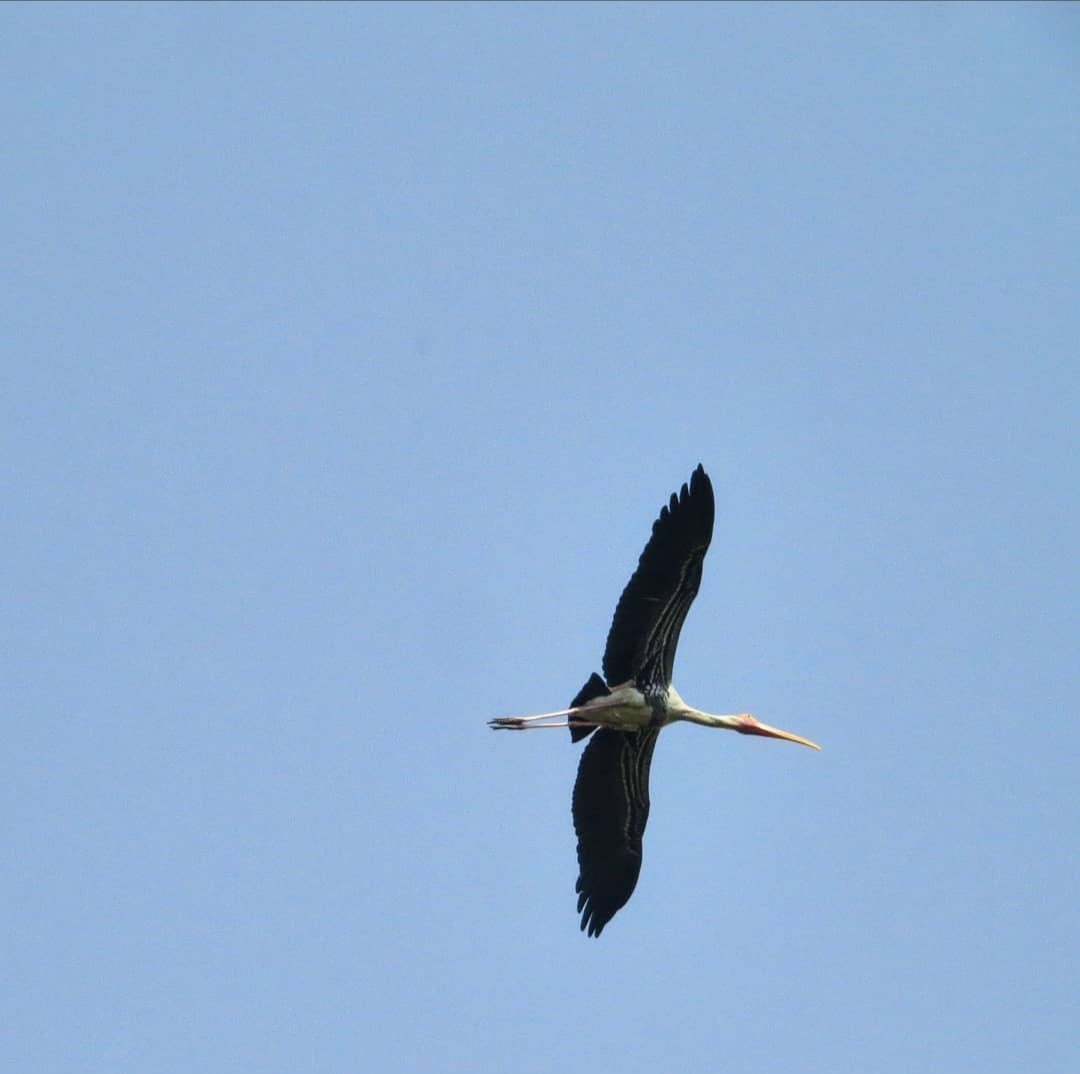 Painted Stork - Swansy Afonso