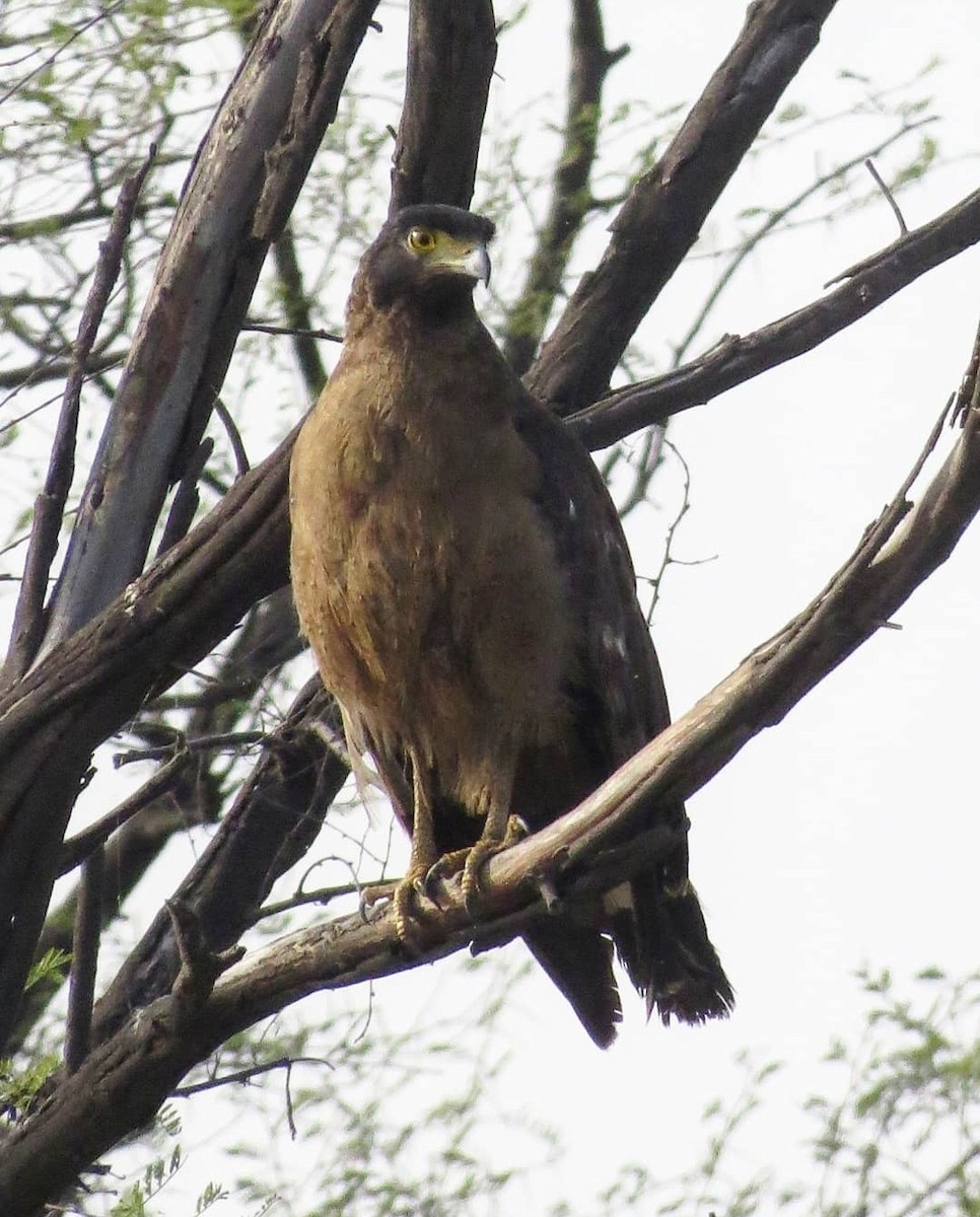 Crested Serpent-Eagle - ML617576057