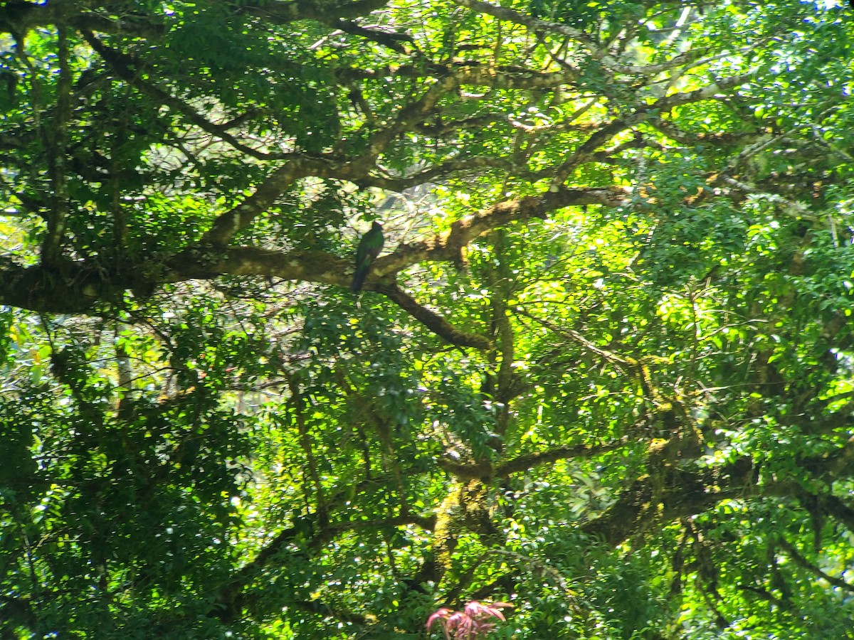 Muhteşem Ketzal (costaricensis) - ML617576079