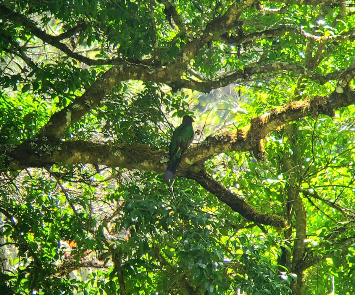 Resplendent Quetzal (Costa Rican) - ML617576091