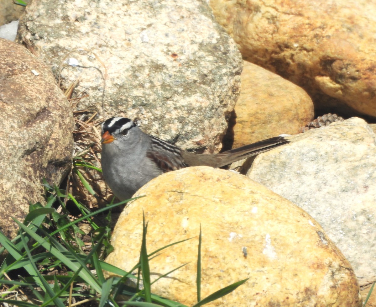 White-crowned Sparrow - ML617576157